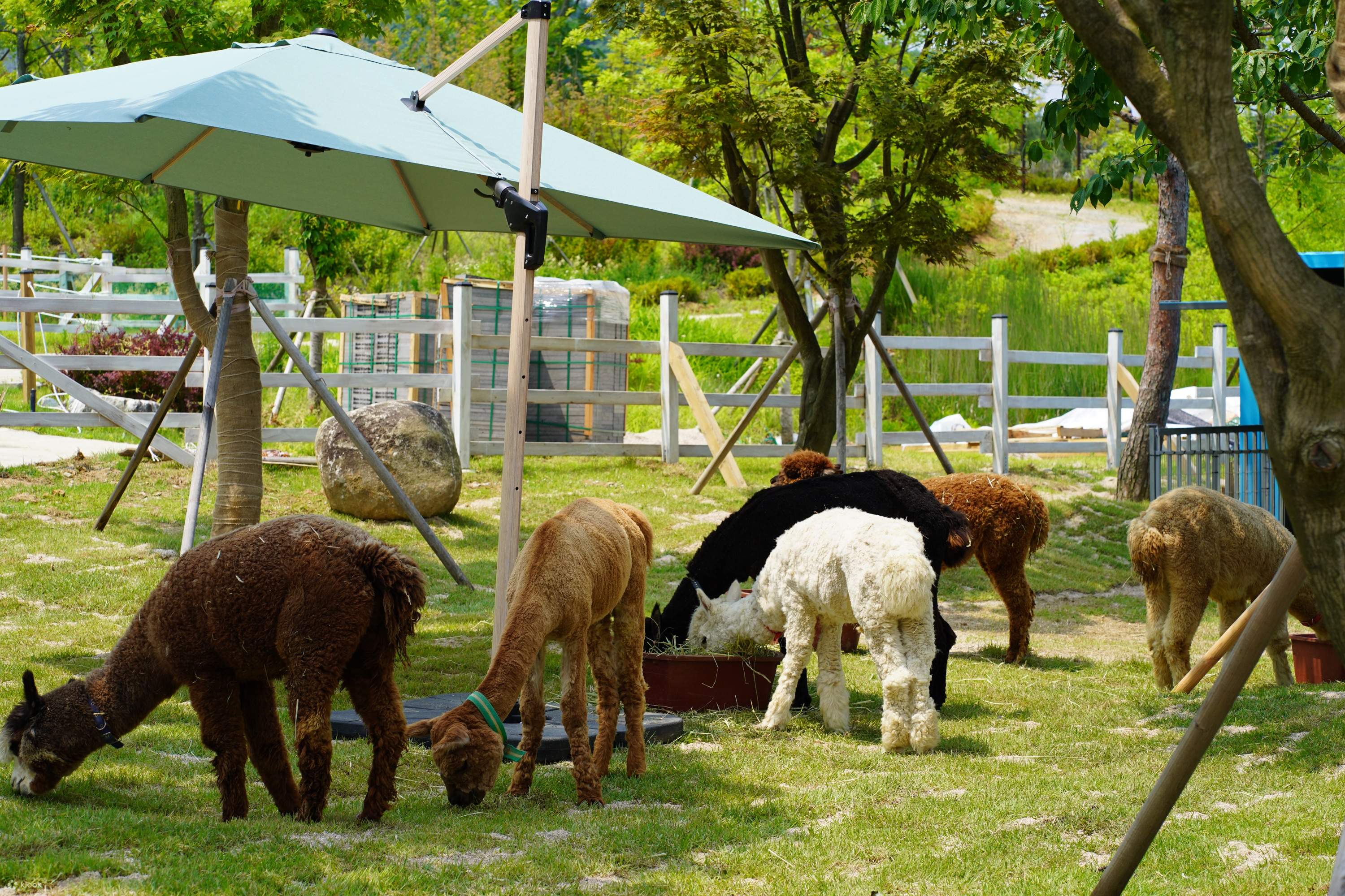 Gyeonggi Begonia Bird Park Ticket - Klook