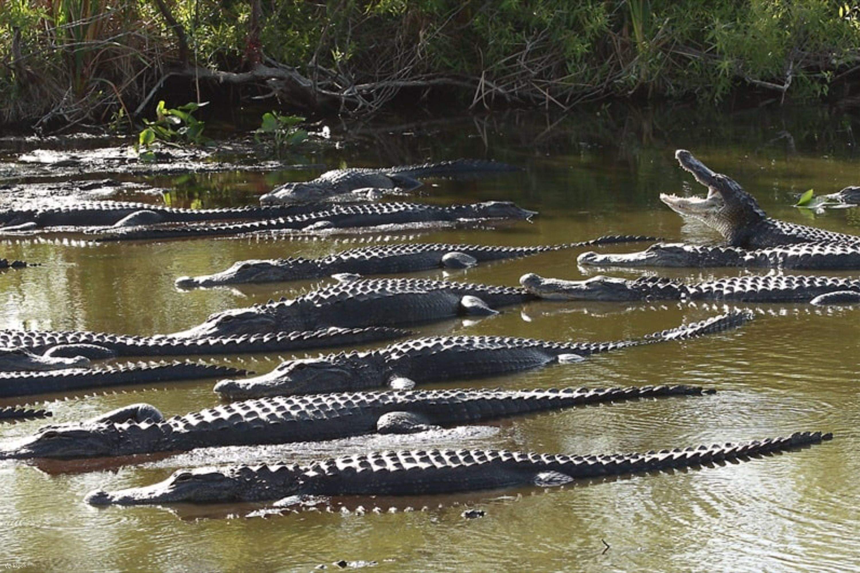 EvergladesHolidayParkTourwithTransportation-KlookIndia.jpg
