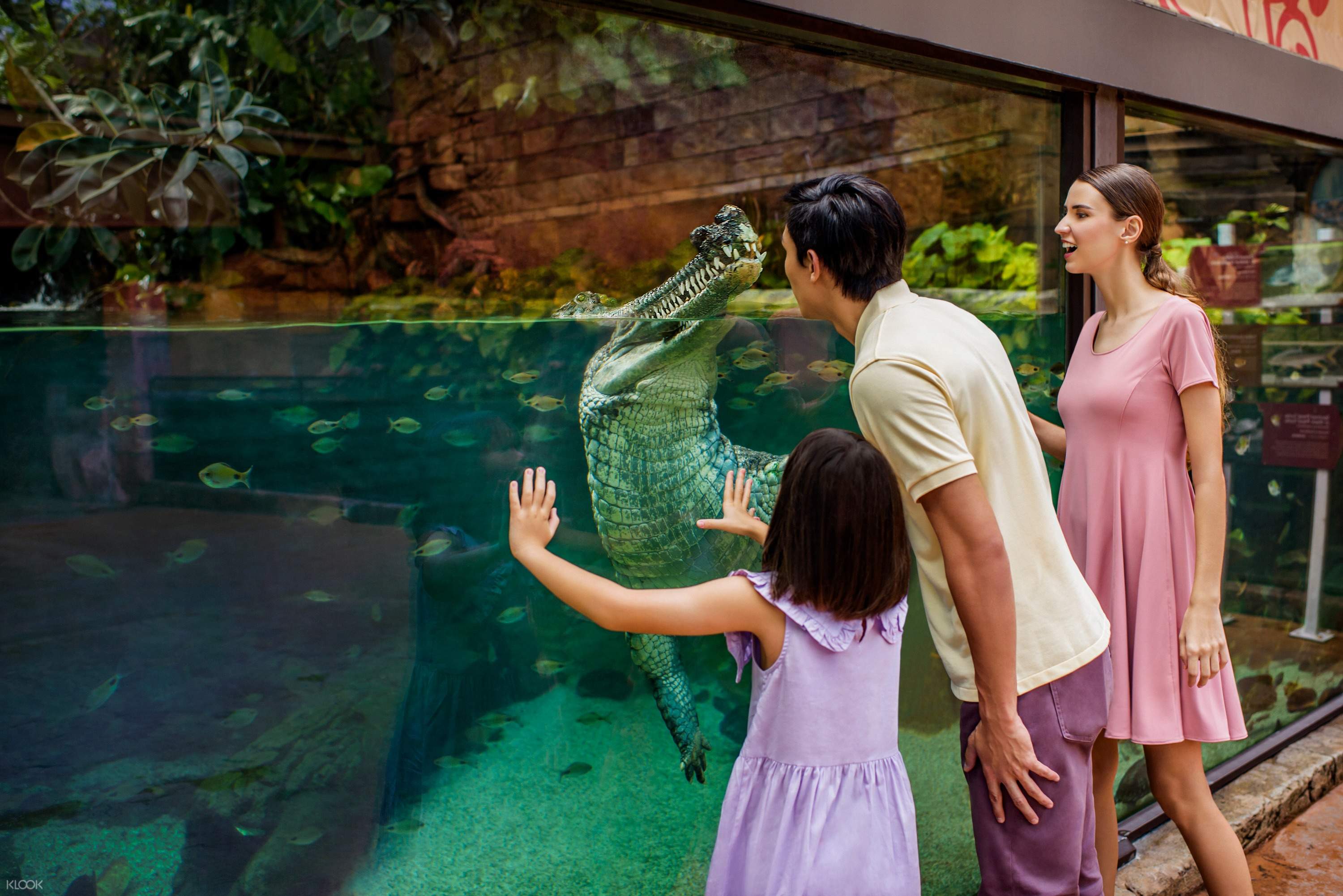 シンガポールリバーサファリ 入園チケット Klook 日本