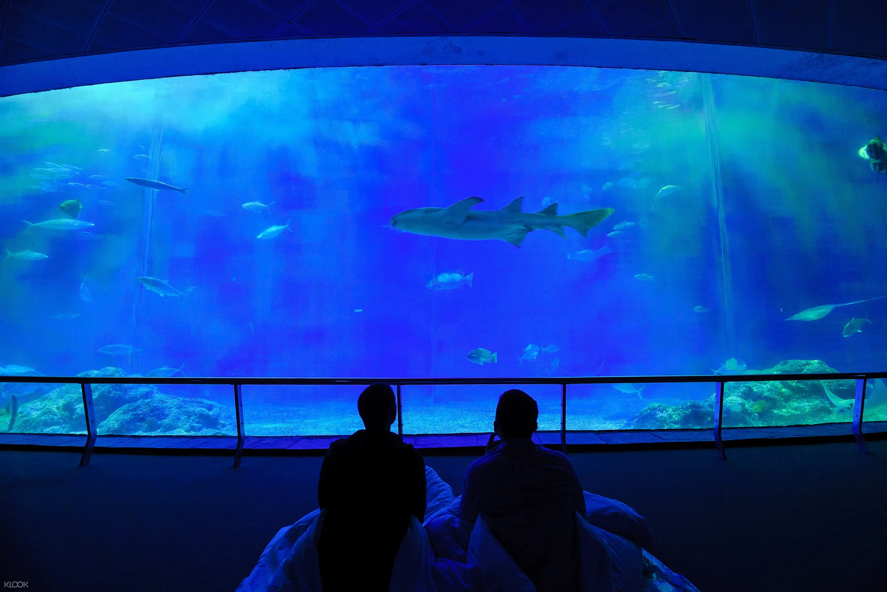 nmmba aquarium sleepover kenting klook uk