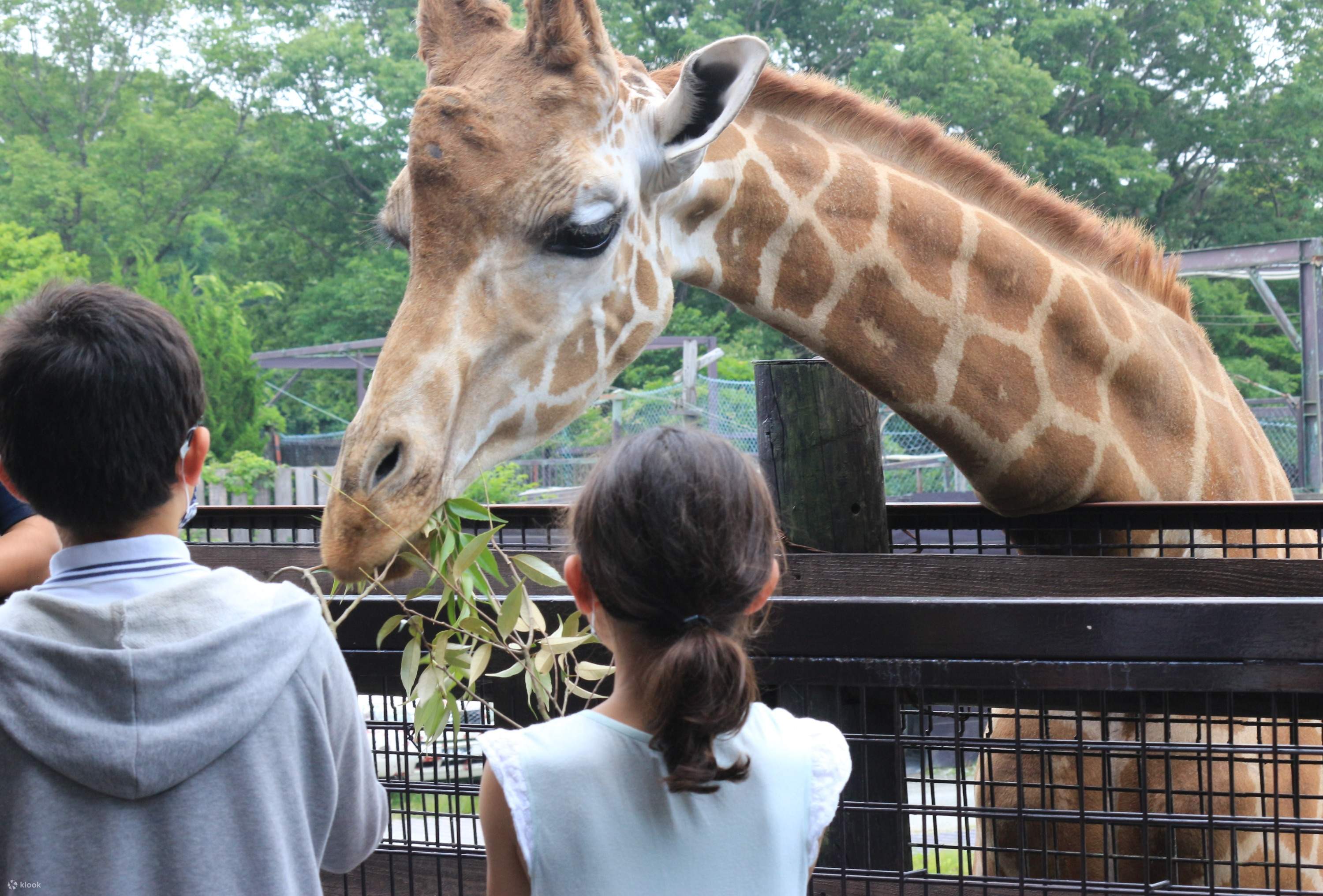Book for the tickets to Nasu Safari Park on KLOOK and get a ...