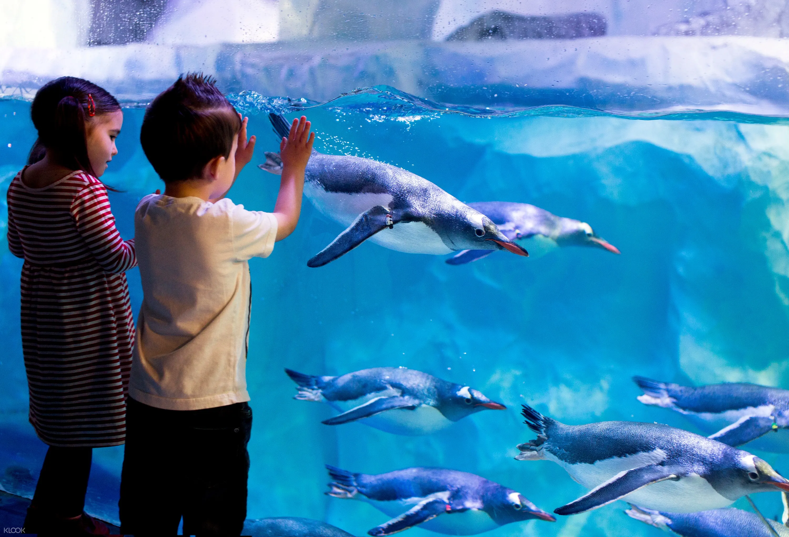 伦敦海洋生物水族馆门票 Klook客路中国 伦敦海洋生物水族馆门票 Klook客路中国
