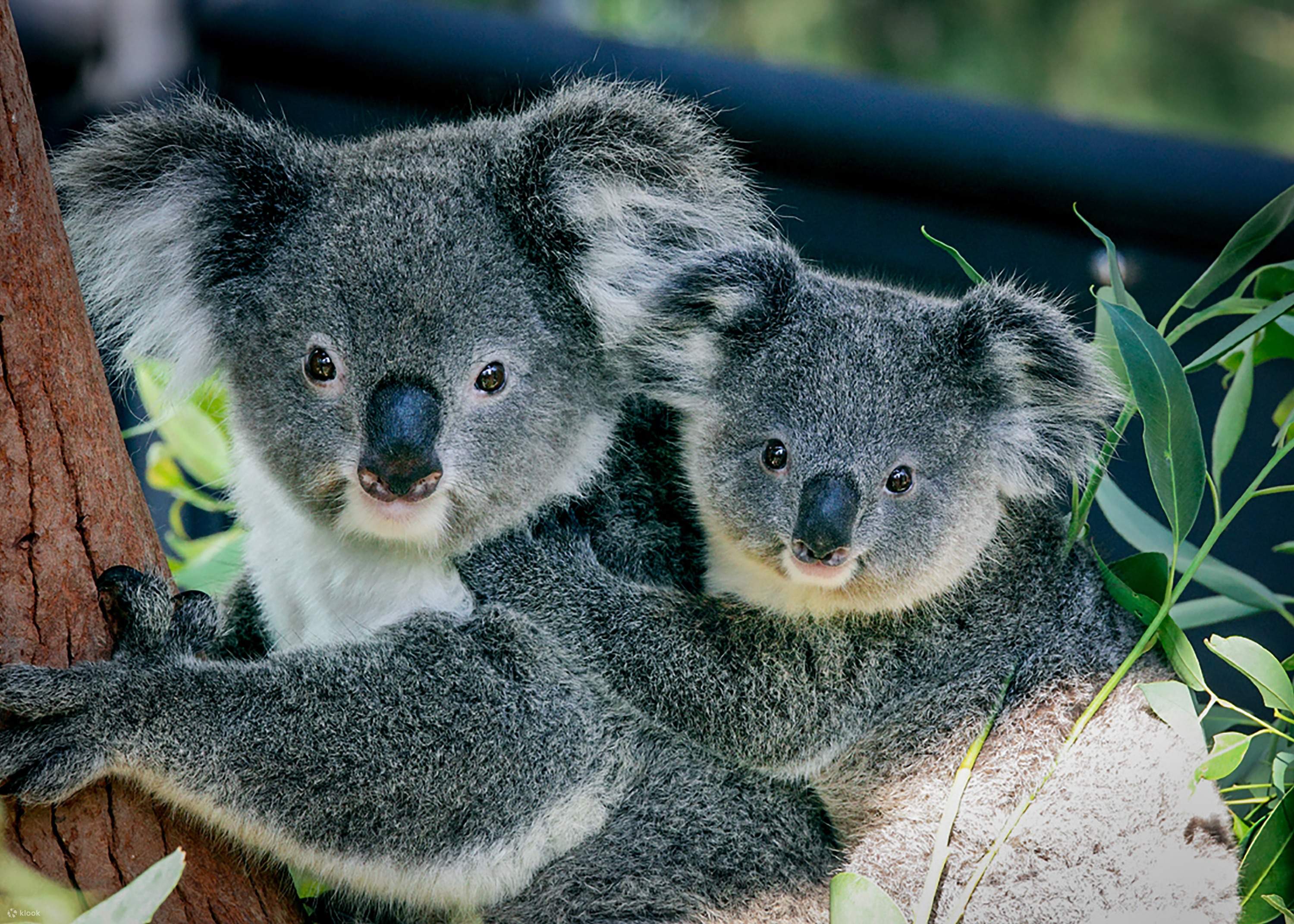 Коалы плавают. Сумчатые животные коала. Коала в Австралии. Австралия сумчатые коала. Зоопарк Сидней коалы.