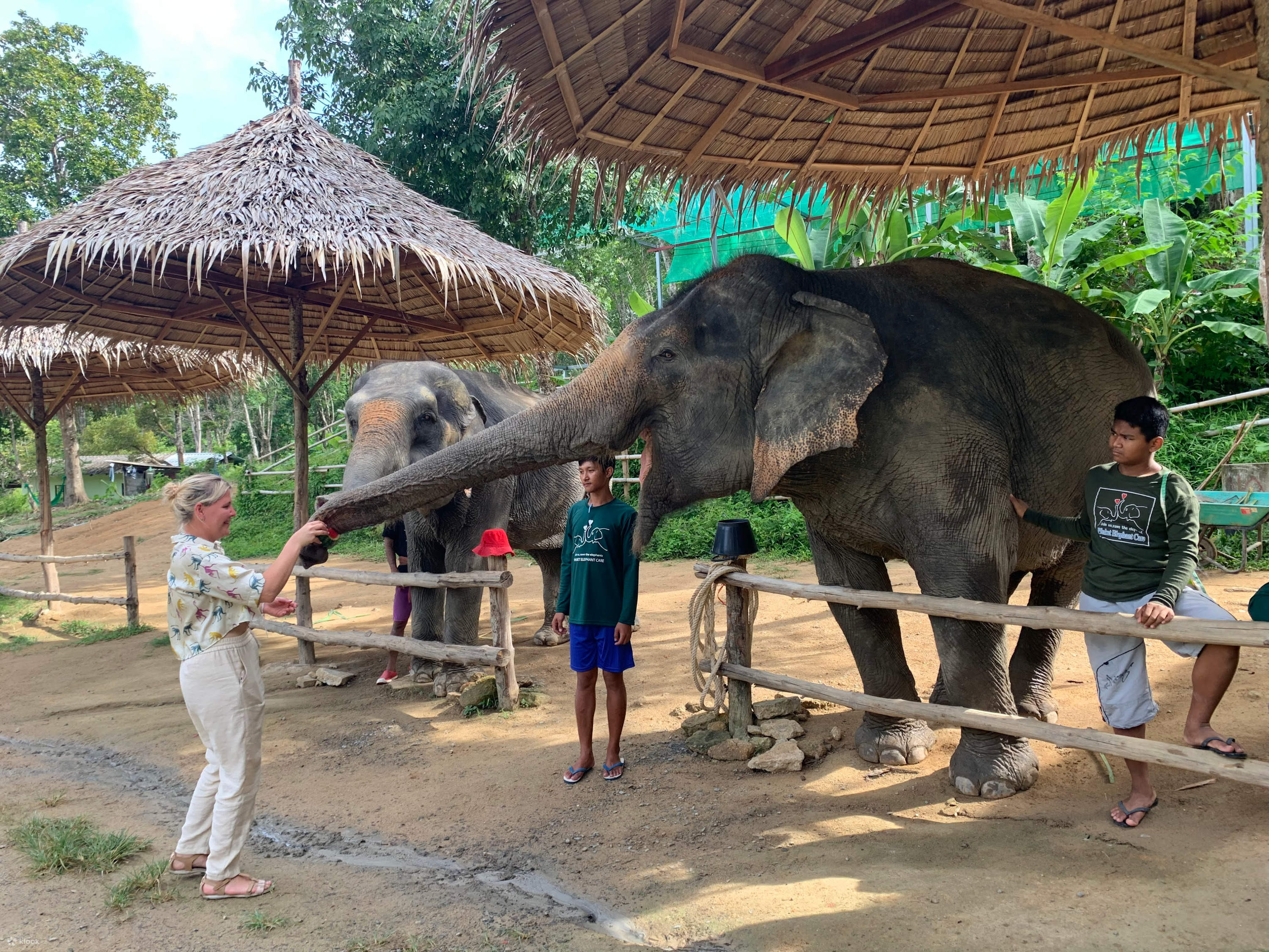 Phuket elephant sanctuary. Phuket elephant sanctuary
