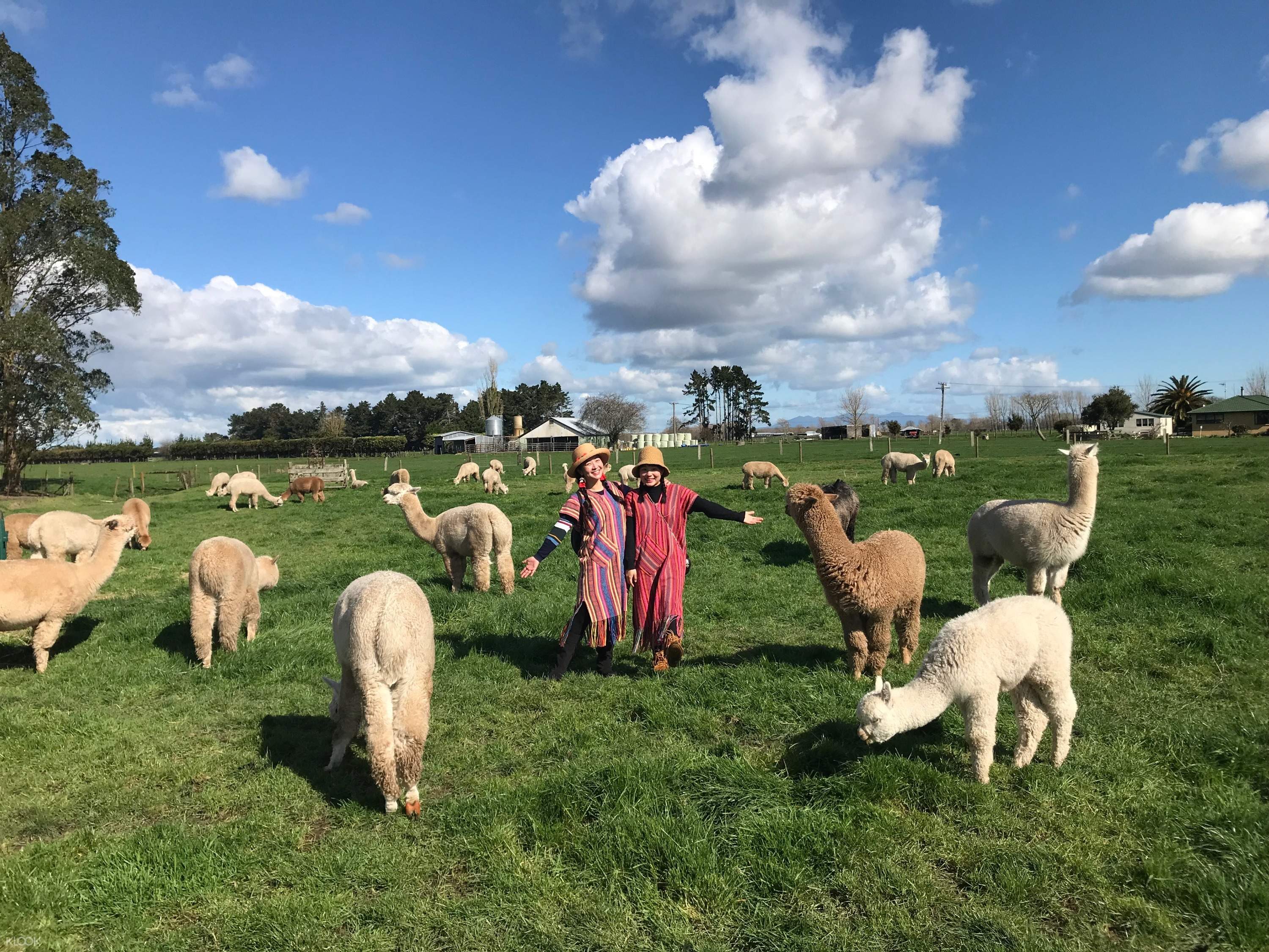Cornerstone Alpaca Farm Klook Malaysia