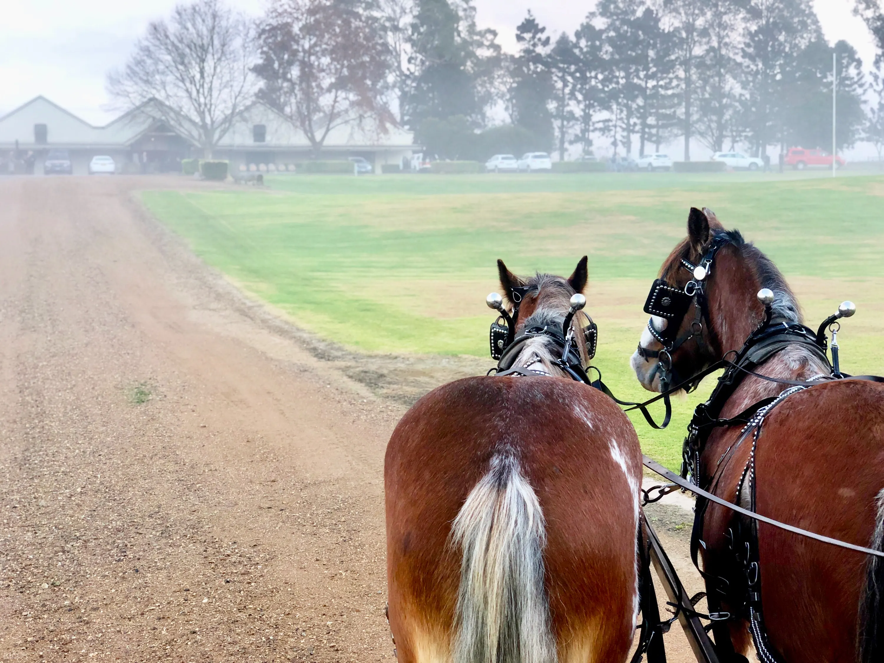 Private Couple S Horse Carriage Wine Tour In Hunter Valley Klook Australia Nature & wildlife tours (1). horse carriage wine tour
