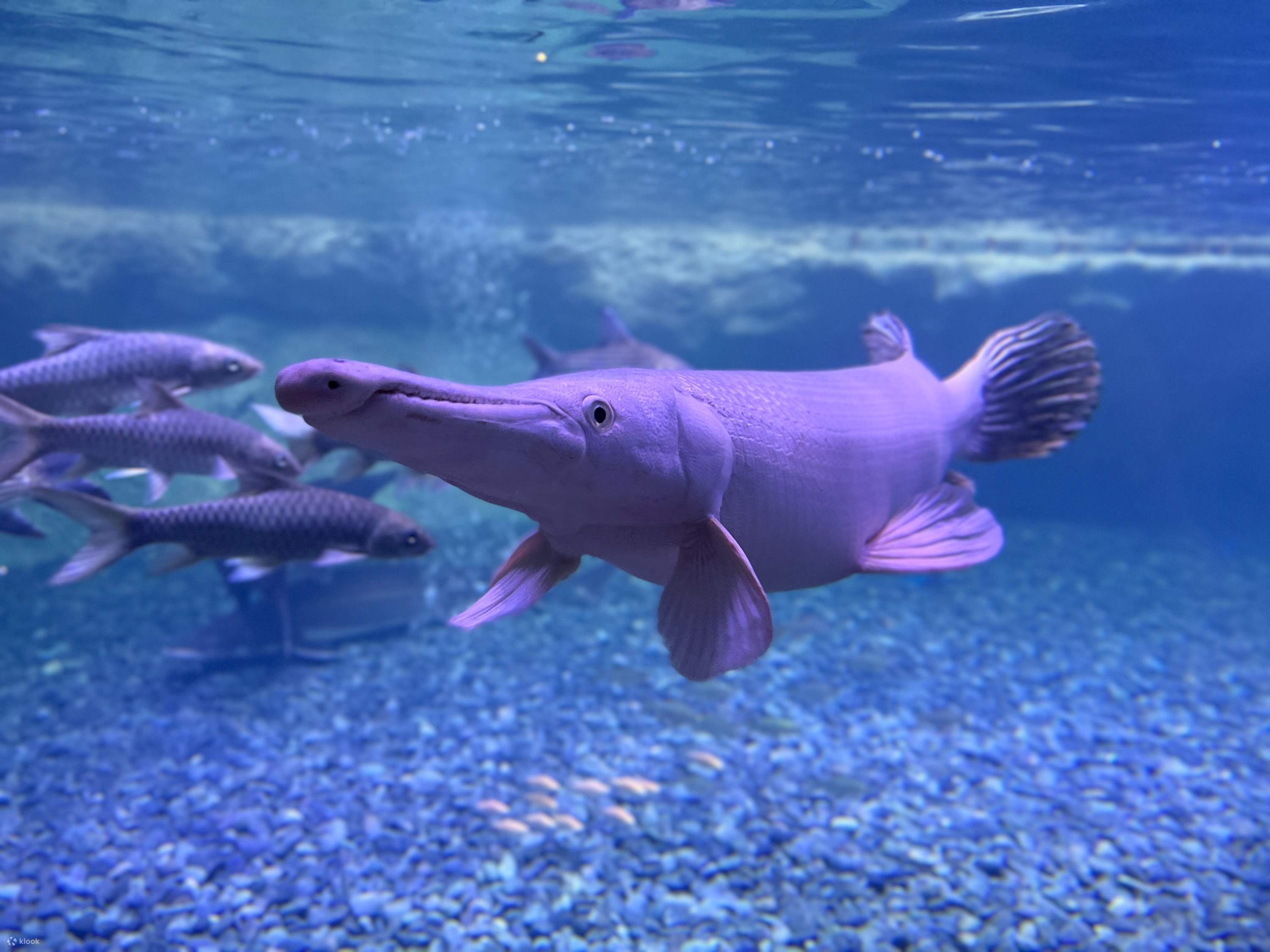 Mall Putrajaya Pet Shop In City Centre Order Bedding Nesting