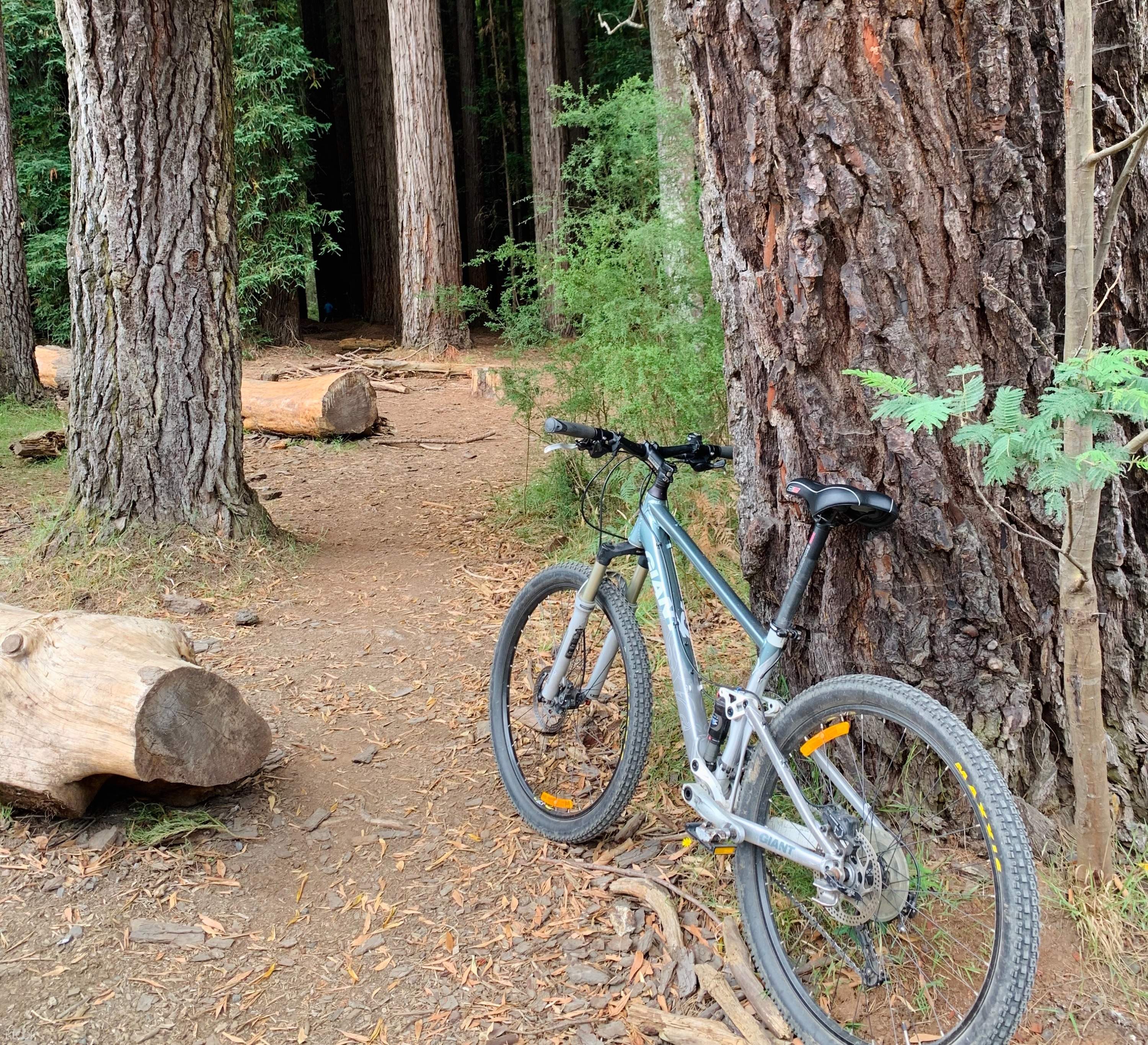 redwoods mountain biking