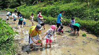 2024 Morning Harvesting / Late Rice Planting Ecological One-day Tour ...