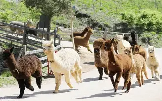 江原道洪川羊驼世界门票