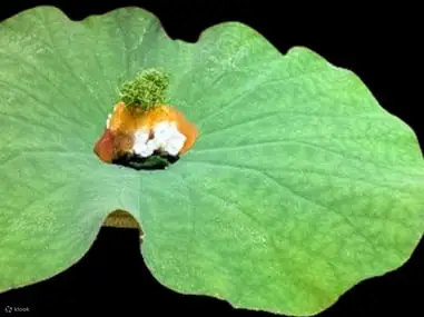 【米其林一星天妇罗料理】 天满桥 藤川 - 天満桥 藤かわ (大阪)