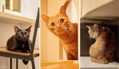 Meownistry of Meow ở Singapore