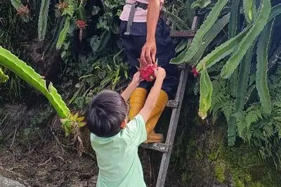 火龙果