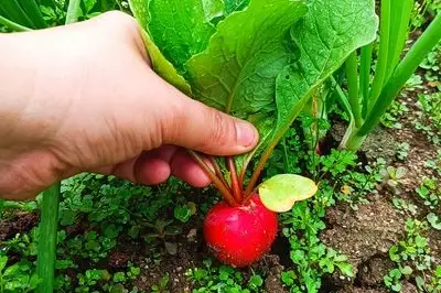 樱桃