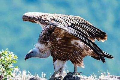 Observación privada de aves en 3 lugares únicos, experiencia desde Sofía