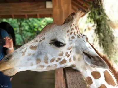 动物
