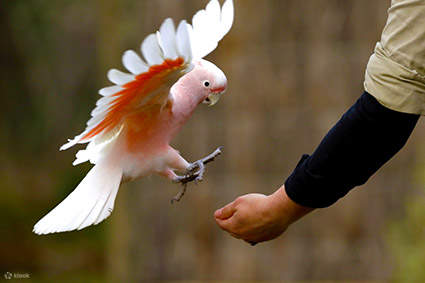 本土鳥類，莫寧頓半島，動物