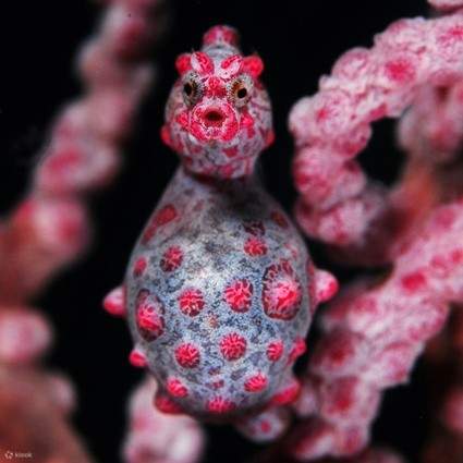 Откройте для себя скрытые сокровища острова Нуса-Пенида в качестве дайвера уровня Advanced Open Water Diver, не упуская из виду крошечные чудеса, такие как морской конёк Pygmy Seahorse, которые превращают каждое погружение в необыкновенное приключение.