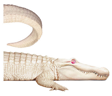 Albino Alligator -  Sweden