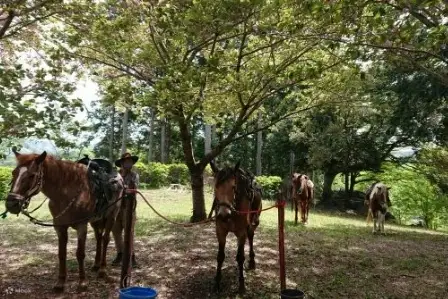 森林步道