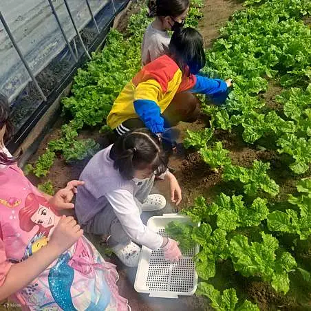 收割拌饭用的蔬菜