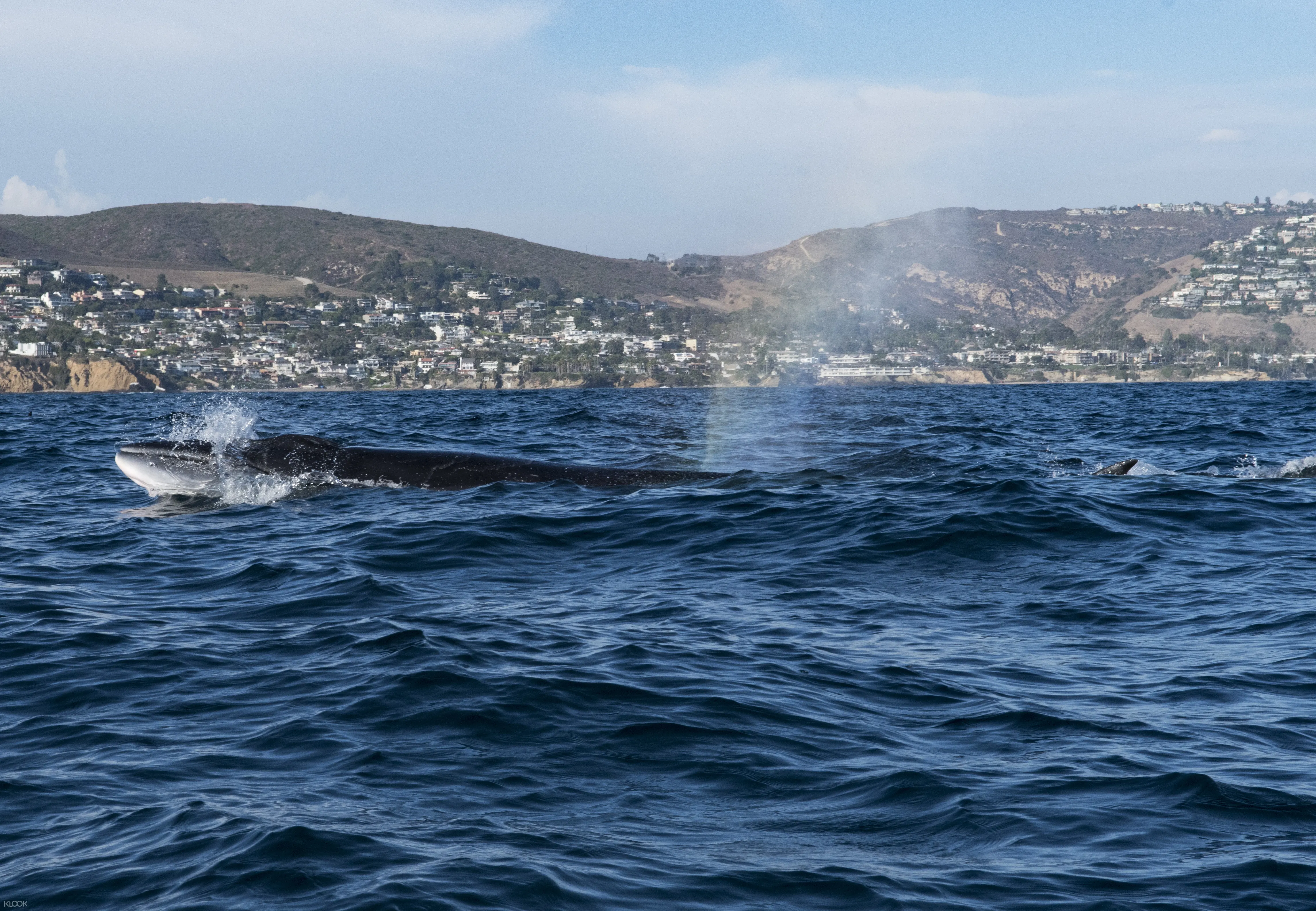 Davey S Locker Whale Watching Cruises From Los Angeles Klook Hong Kong
