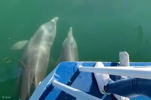 黄金海岸布罗德沃特的海豚