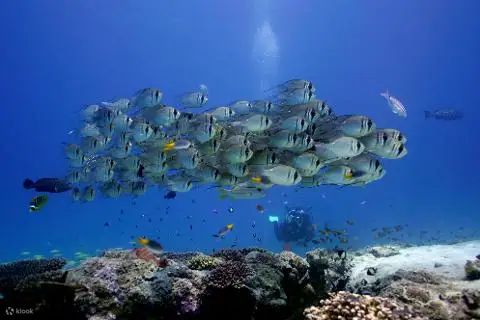 人们与鲸鲨一起潜水