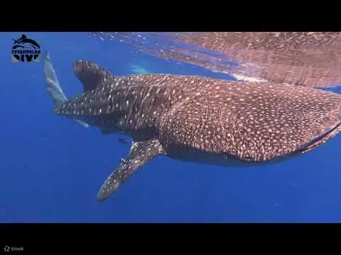 全日潜水之旅
