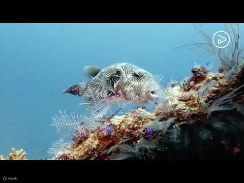 PADI 探索水肺潜水一日游图兰奔（泳池+2 次潜水）