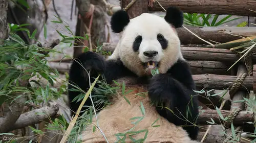 灵玲马戏城