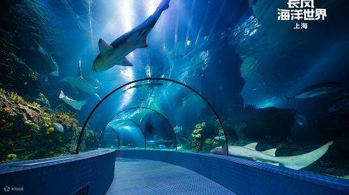 上海長風海洋世界遊玩套餐