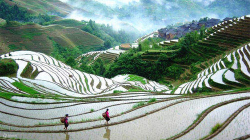 Ethnic minority villagers showcasing harvest activities in Longji Rice Terraces