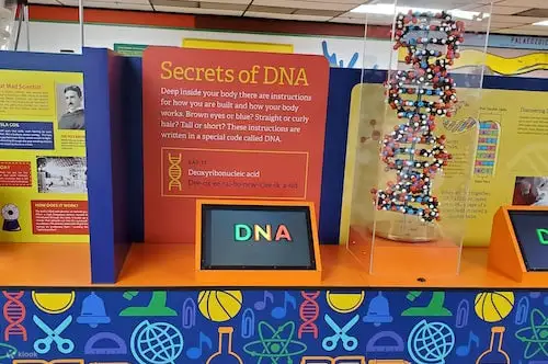 显示管中的 DNA 结构