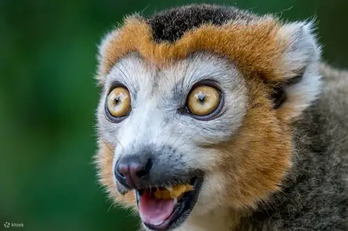 狐猴看起来很兴奋