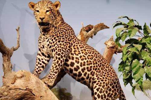 Cheetah on a branch