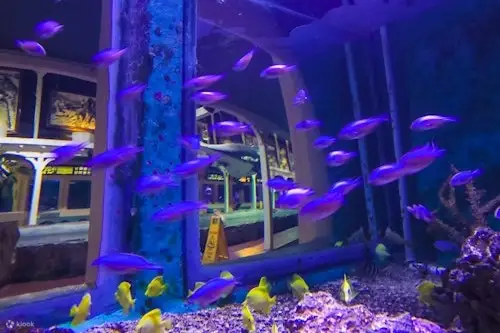 Thủy Cung Aquarium of the Bay Ở San Francisco