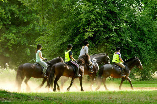 horse riding lessons mornington peninsula