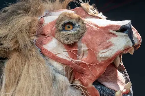 肌肉狮子博物馆