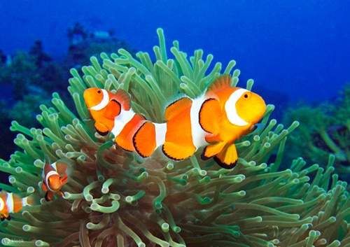 Fun Diving in Mactan or Hilutungan Island