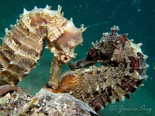 PADI Open Water Diver