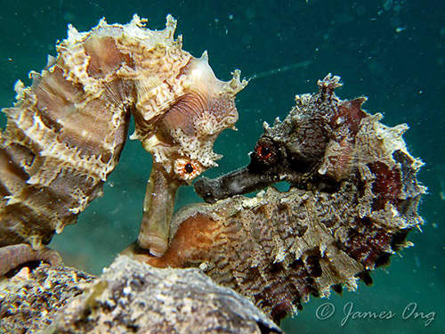 PADI Дайвер открытой воды