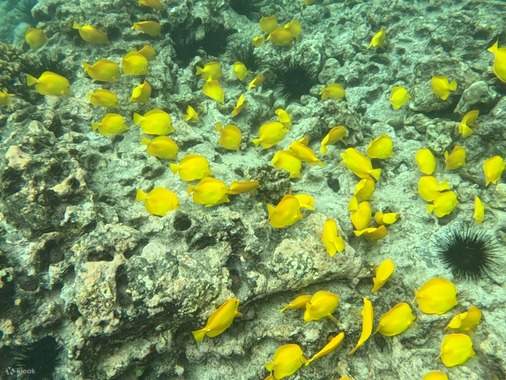 Captain Cook Monument Dolphin Watch in Kealakekua Bay