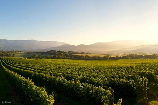 Chiêm ngưỡng khung cảnh 'green wedge' đẹp như tranh vẽ trên đường đến Thung lũng Yarra