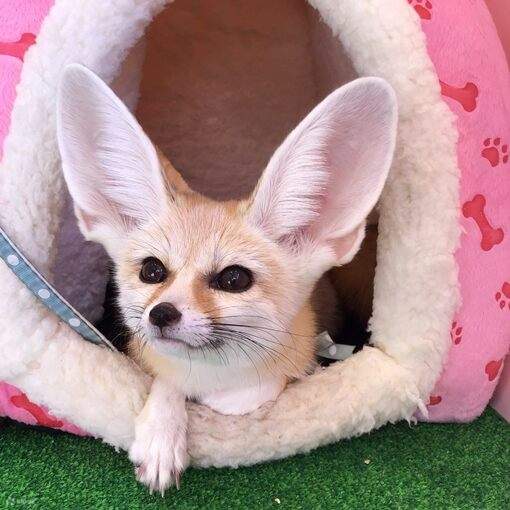 Capybara, Ferret, and Meerkat Cafe in Harajuku Klook