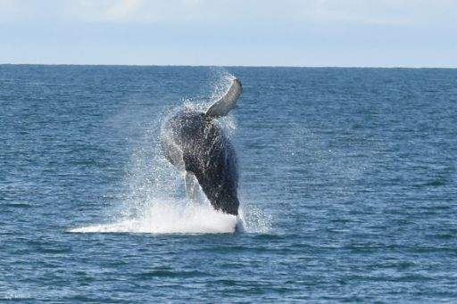 Magnifique baleine d'Eyjafjordur