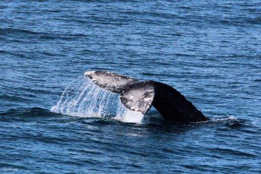 Capturando el momento en que la cola de una ballena emerge en la superficie del océano brillante