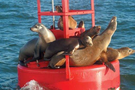 Una serena escena de leones marinos tomando el sol sobre una boya, disfrutando del cálido sol de San Diego.