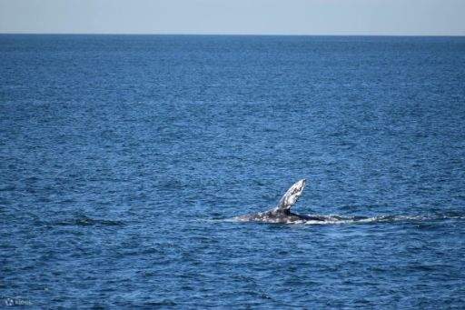 Una impresionante vista de cerca de un rorcual común, el segundo animal más grande de la Tierra