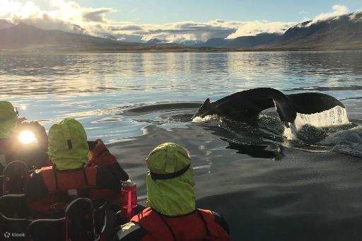 Les touristes sur le bateau ont été témoins de la descente de baleines.